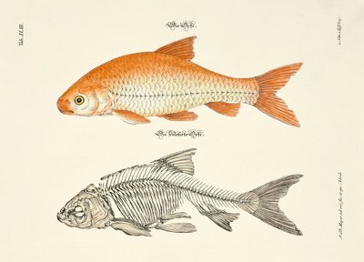  od Johann Daniel Meyer