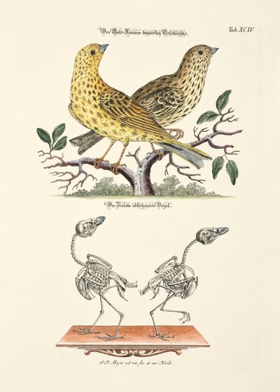  od Johann Daniel Meyer