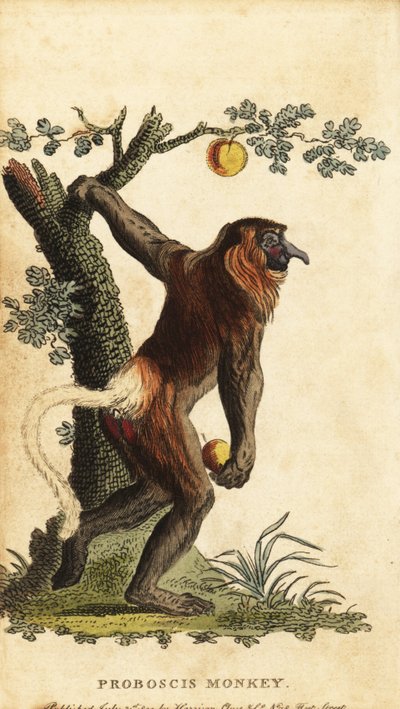 Dlouhonosá opice, Nasalis larvatus. Ohrožený. ,1800 (rytina) od Johann Eberhard Ihle