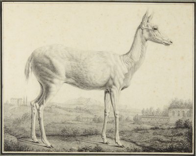  od Johann Elias Ridinger