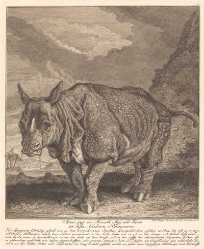 Nosorožec od Johann Elias Ridinger