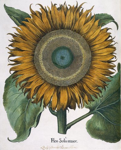 Flos Solis Major, 1613 od Johann Ernst Rentsch