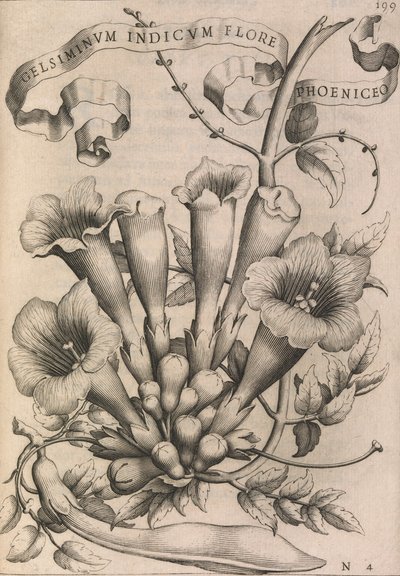 Gelsiminum indicum phoeniceum květ, 1633 od Johann Friedrich Greuter