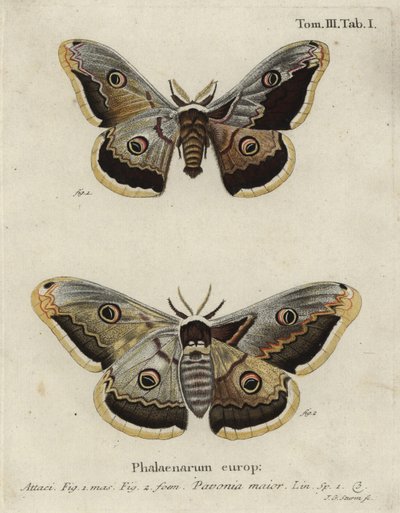 Můra císařská, Saturnia pavonia. od Johann Georg Klinger