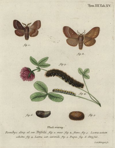 Vajíčka trávy, Lasiocampa trifolii. od Johann Georg Klinger