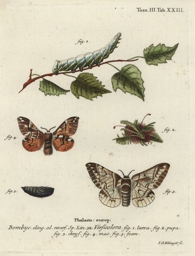 Kenská sláva, Endromis versicolora. od Johann Georg Klinger