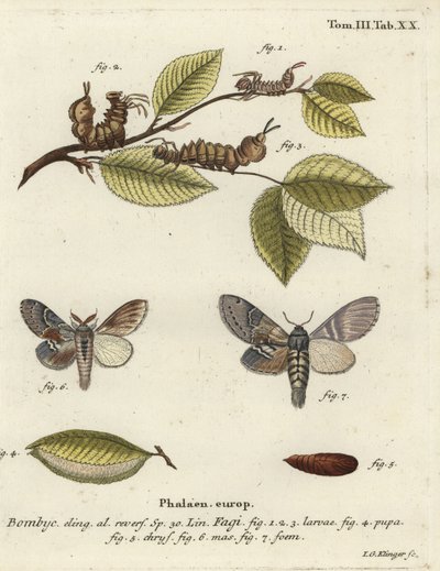 Humří můra, Stauropus fagi. od Johann Georg Klinger