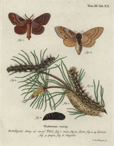 Pine tree lappet, Dendrolimus pini. od Johann Georg Klinger
