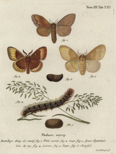 Borovicová lachta a dubové vaječné můry. od Johann Georg Klinger
