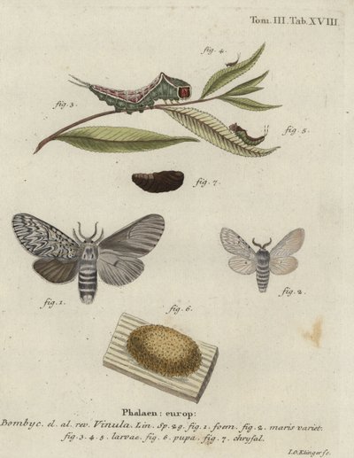 Můra kočičí, Cerura vinula. od Johann Georg Klinger