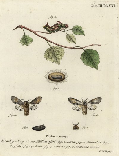 Tawny prominentní můra, Harpyia milhauseri. od Johann Georg Klinger