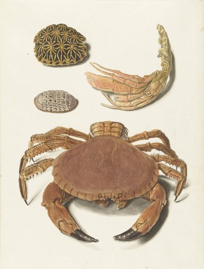 Krab, krabí nůžky a dvě želví krunýře od Johann Gustav Hoch