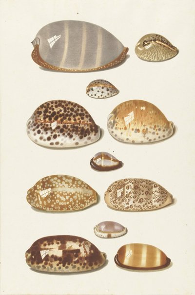 Jedenáct velkých a malých tropických mušlí cowrie od Johann Gustav Hoch