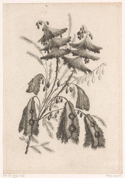 Parasolachtige bloemen Sbírka květin nové chuti; Pro Manufacture des Etoffes de Perse (název série) od Johann Heinrich  Hess