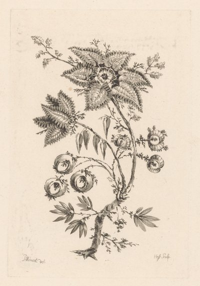 květiny ve tvaru hvězdy Fleures Baroques (název série) od Johann Heinrich  Hess