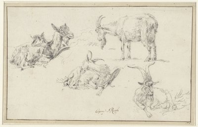 Studie kozy od Johann Heinrich Roos (possibly)