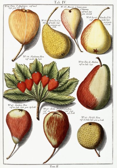 Různé druhy hrušek, 1760-1766 od Johann Hermann Knoop