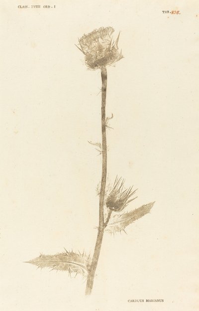 Marianus Cardus od Johann Hieronymus Kniphof
