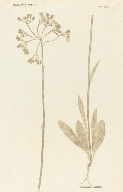 Hieracium Cymosum od Johann Hieronymus Kniphof