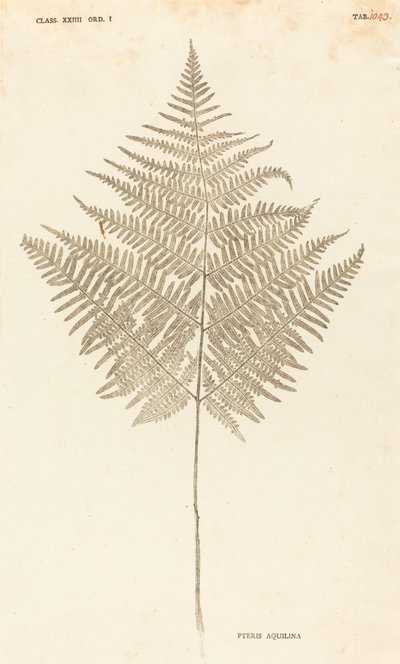 Pteris Aquilina od Johann Hieronymus Kniphof