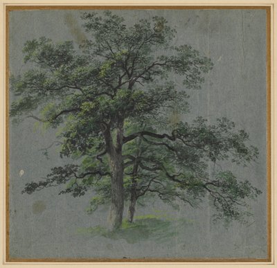 Dva stromy (recto) od Johann Jacob Dorner