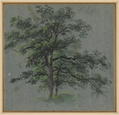 Dva stromy recto Tree Studies verso, první polovina 1800. od Johann Jacob Dorner