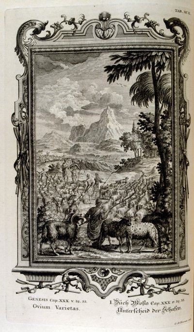 Biblické odrůdy ovcí od Johann Jakob Scheuchzer