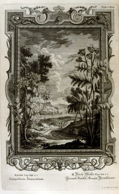 Ilustrace od Johann Jakob Scheuchzer