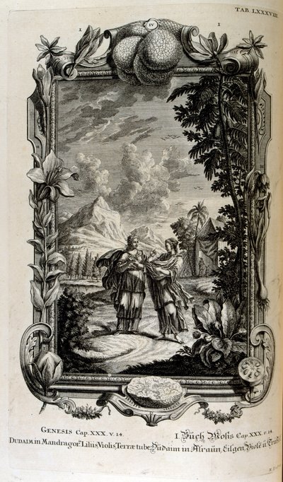 rostlina Mandragora. Často je známá jako mandragora od Johann Jakob Scheuchzer