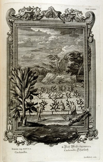 pěstování kaktusů od Johann Jakob Scheuchzer