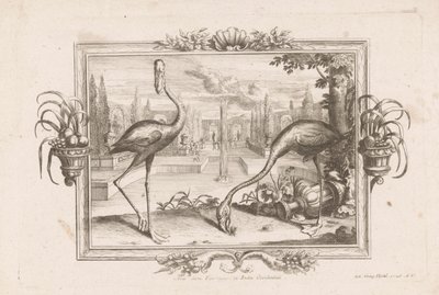 Dva plameňáci Aves dicta Flaminges ex India Occidentali (název na objektu) od Johann Jakob Stelzer