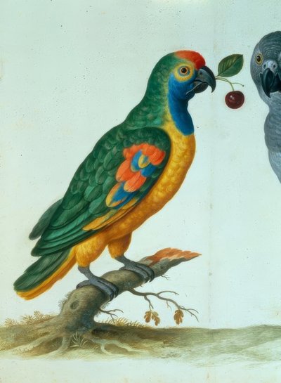 Amazonský papoušek / Walther od Johann Jakob Walther