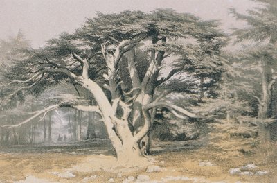 cedry z Libanonu. Lept od Bernatze et alii - Steinkopk J.F. Editor od Johann Martin Bernatz