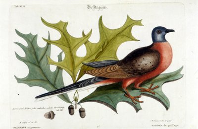 Stěhovavá holubice, nyní vyhynulá. Zoo, Seligman 1749 od Johann Michael Seligmann