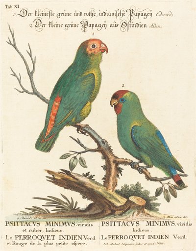 Papoušek (Le Perroquet Indien. Psittacus Minimus) od Johann Michael Seligmann after George Edwards