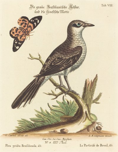 Pica grisea Brasiliensis od Johann Michael Seligmann after George Edwards