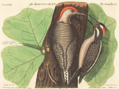 Datel červený (Picus Carolinus) od Johann Michael Seligmann after Mark Catesby