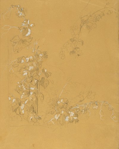 Weinstock, Studie pro "Hermann a Dorothea ve Vineyard" od Johann Peter Krafft