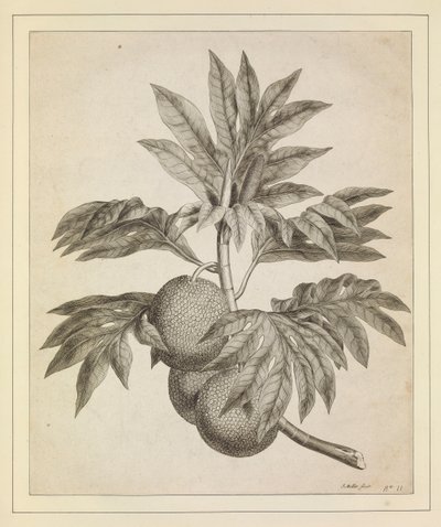 Větev ovocného stromu chleba od Johann Sebastien Muller