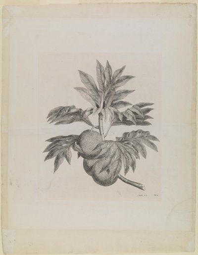 Větev chlebovníku s plody od Johann Sebastien Muller