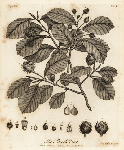 Buk lesní nebo buk obecný, Fagus sylvatica. od Johann Sebastien Muller