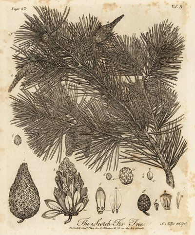 Borovice lesní, Pinus sylvestris. od Johann Sebastien Muller