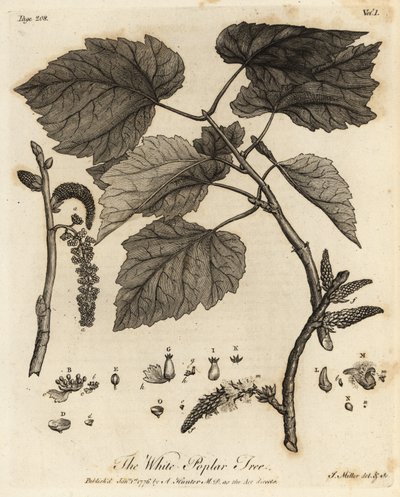 Topol bílý, Populus alba. od Johann Sebastien Muller
