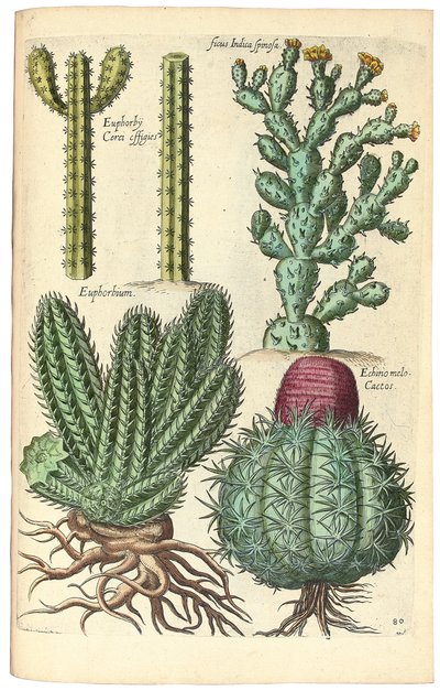 Kaktusy, 1641 od Johann Theodor de Bry