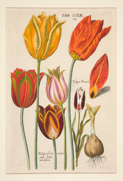 Nové Florilegium, to jsou Různé a největší paprsky květin a rostlin (Květinová deska); (tulipány); ze sady 81 talířů od Johann Theodor de Bry