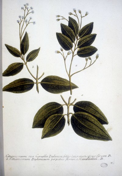 Cinnamomum Zeylanicum (Ceylon Cinnamomum) - Rytina Herbáře od J.W. Weinmann v roce 1737. od Johann Wilhelm Weinman