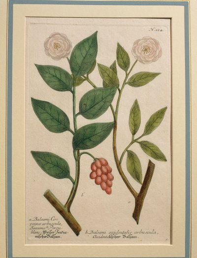 Keř balzámu západního, barevná rytina od Johann Wilhelm Weinmann