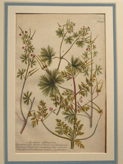 Bylina Robert (Geranium robertianum), kolorovaná rytina od Johann Wilhelm Weinmann