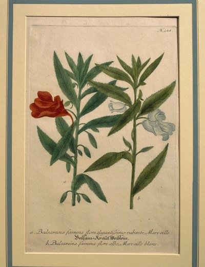 Impatiens, barevné rytí od Johann Wilhelm Weinmann
