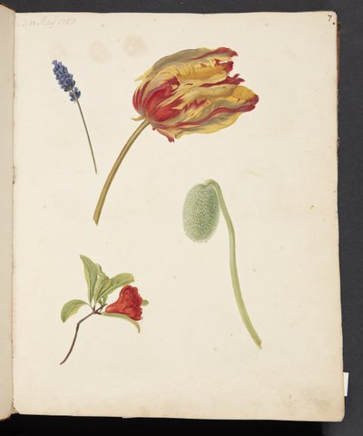 Studium tulipánů a jiných květin od Johanna Fosie
